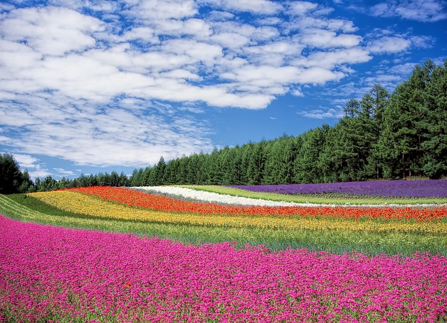 Van zaadje naar bloei: een reis door fotosynthese, florale diversiteit en plantenverzorging