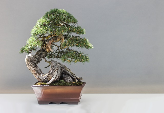 Het universum van bonsai: soorten, verzorging, historie en snoeitechnieken